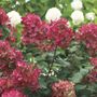 Hydrangea Fire Light&reg; Panicle Hydrangea