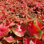 Cherry Tart&trade; Caladium Bulbs