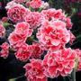 Dianthus Scent First&reg; Coral Reef