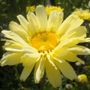 Leucanthemum Real Dream
