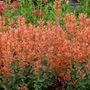 Agastache Kudos&trade; Kudos Mandarin Hyssop