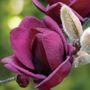 Magnolia Genie