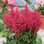 Astilbe Fireberry