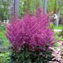Astilbe Nemo