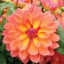 Dahlia Firepot Bulb