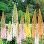 Eremurus Ruiters Hybrid Mix Bulbs