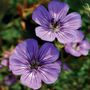 Geranium Havana Blues