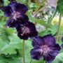 Geranium Raven