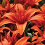 Lilium Asiatic Red Twin&reg; Bulbs