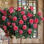 Astounding Glory 36-Inch Tree Rose