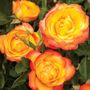 Summer Surprise 36-Inch Tree Rose