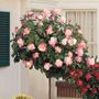 Peace 36-Inch Standard Tree Rose