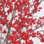Ilex Berry Poppins&reg;