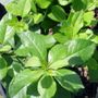 Ilex Mr Poppins&reg; Holly