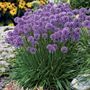 Allium Millenium Ornamental Onion