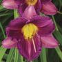 Hemerocallis Purple dOro