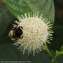 Cephalanthus Sugar Shack&reg; 2.0 Dwarf Buttonbush