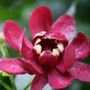 Calycanthus Aphrodite Sweetshrub