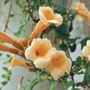 Flava Trumpet Creeper