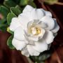 Gardenia Double Mint