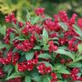 Weigela Sonic Bloom&reg; Red
