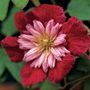 Avant-Garde&trade; Clematis
