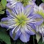 Crystal Fountain&trade; Clematis