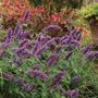 Agastache Blue Boa Hyssop