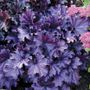 Heuchera Forever&reg; Purple