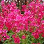 Penstemon Cha Cha&trade; Hot Pink Beardtongue