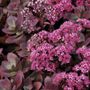 Sedum SunSparkler&reg; Firecracker Stonecrop