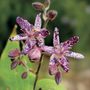 Tricyrtis Sinonome