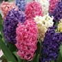 Hyacinthus Pastel Perfection Mix Bulbs