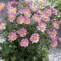 Anemone Fantasy&trade; Pocahontas