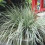 Carex EverColor&reg; Everest  Sedge