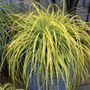 Carex EverColor&reg; Everillo Sedge