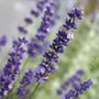 Lavandula Big Time Blue