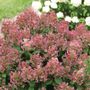 Hydrangea Little Quick Fire&reg; Panicle Hydrangea