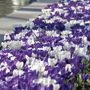 Crocus Purple Fiction Bulbs