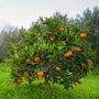 Citrus Washington Navel Orange Tree
