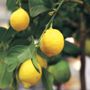 Citrus Eureka Lemon Tree