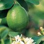Citrus Bearss Lime Tree
