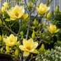 Magnolia Butterflies