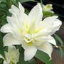 Lilium Roselily Carolina&reg; Bulb