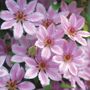 Nelly Moser Clematis
