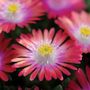 Delosperma Jewel of Desert Garnet