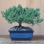 Juniper Bonsai Tree