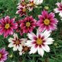 Coreopsis Lil Bang&trade; Starlight