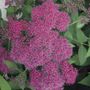 Double Play&reg; Red Spiraea