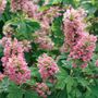 Hydrangea Gatsby Pink&reg; Oakleaf Hydrangea